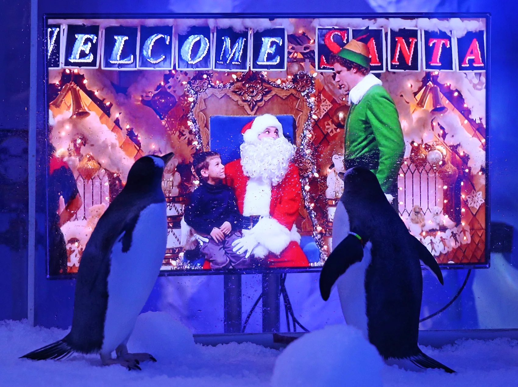 Estos pingüinos de Reino Unido se preparan para las fiestas con una maratón de películas navideñas