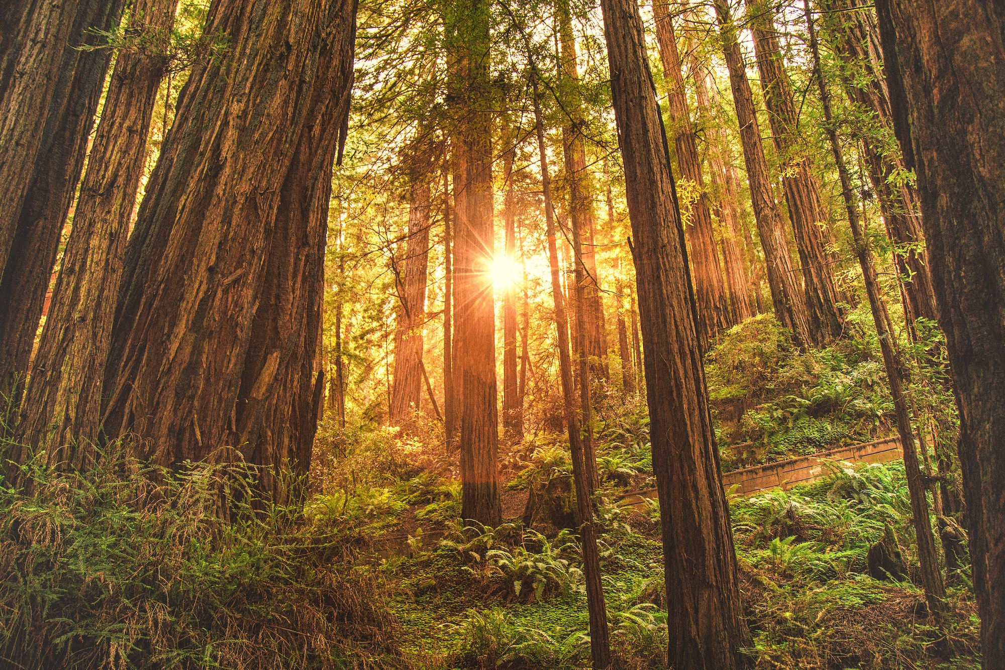 Muir Woods National Monument. La sequoya de California en todo su esplendor