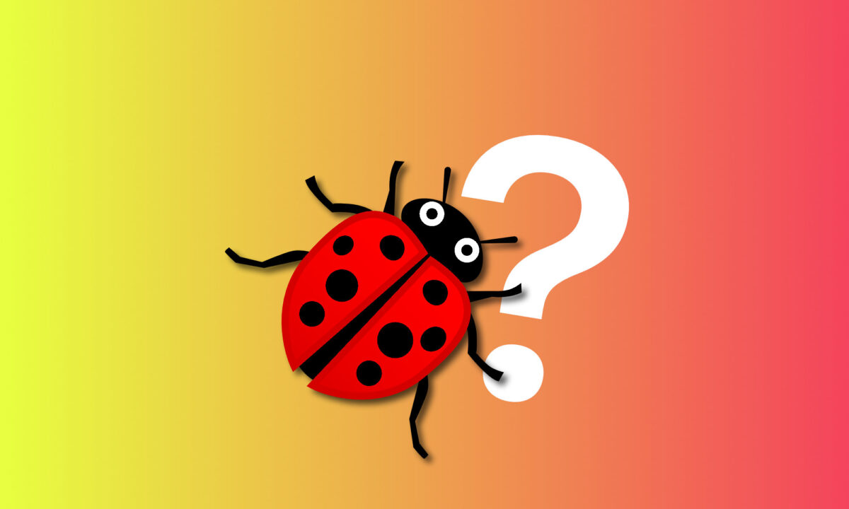 Por qué llamamos bugs a los errores en una aplicación o sistema operativo
